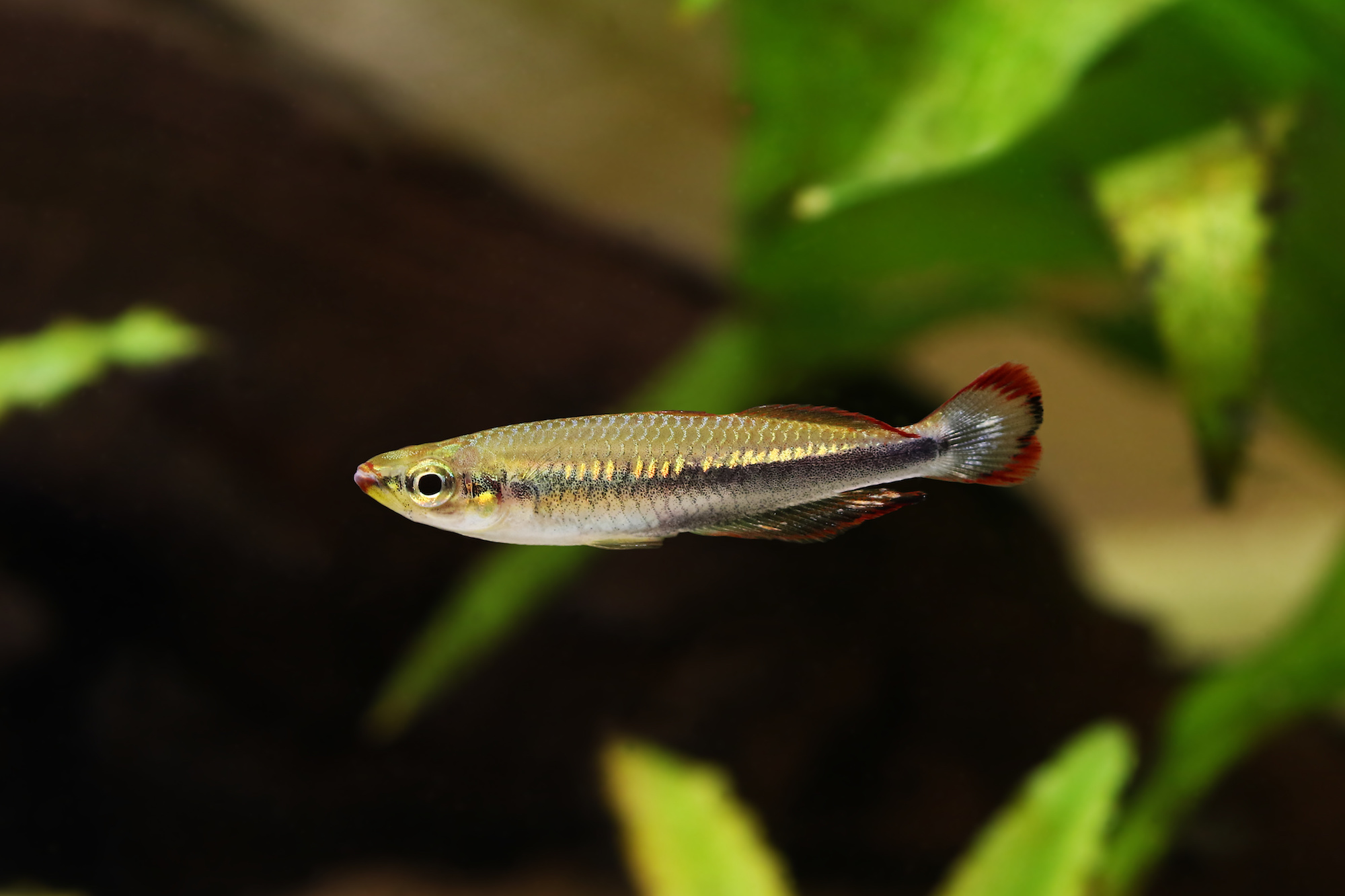 Madagascar rainbowfish Bedotia madagascariensis Madagascan Aquarium Fish
