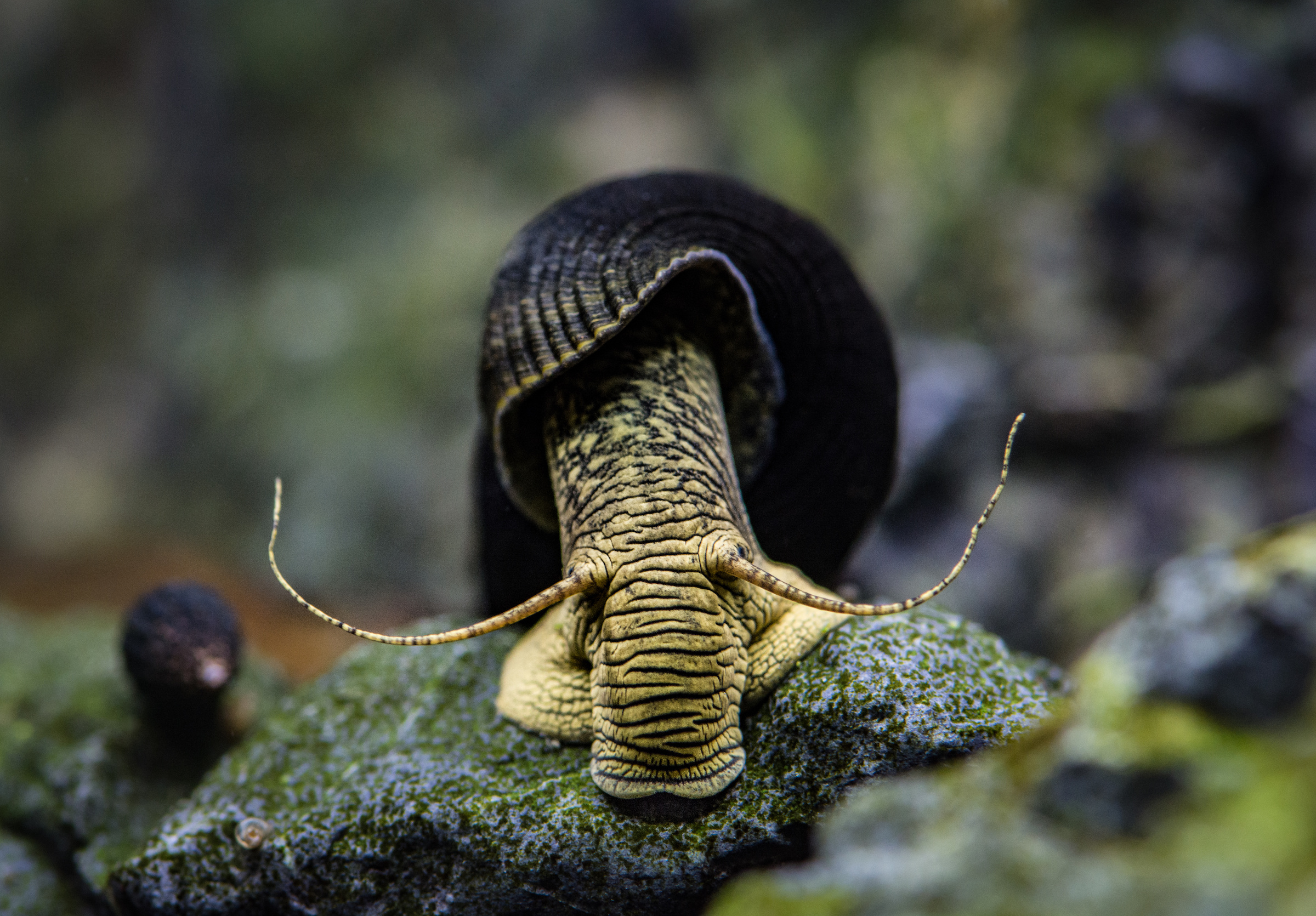 Tylomelania sp yellow, sulawesi snail