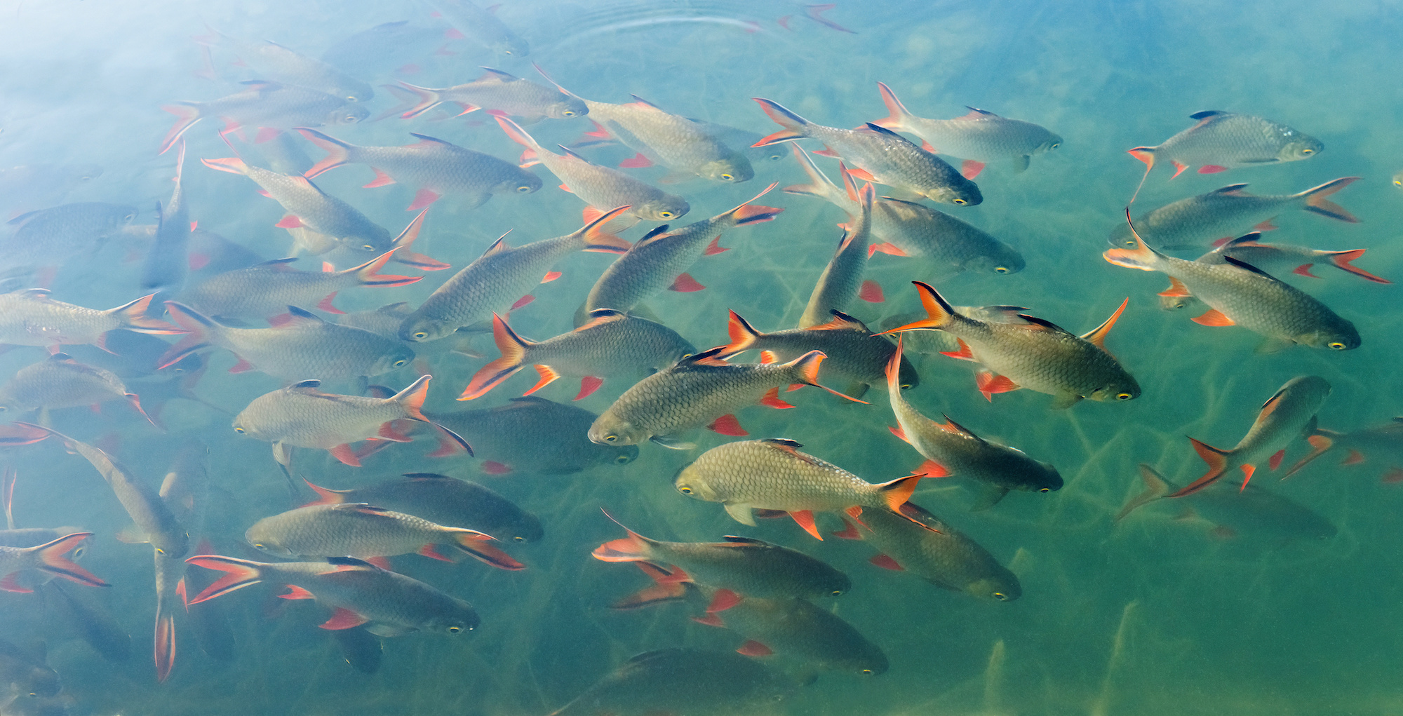 Tinfoil barb fishes in the water