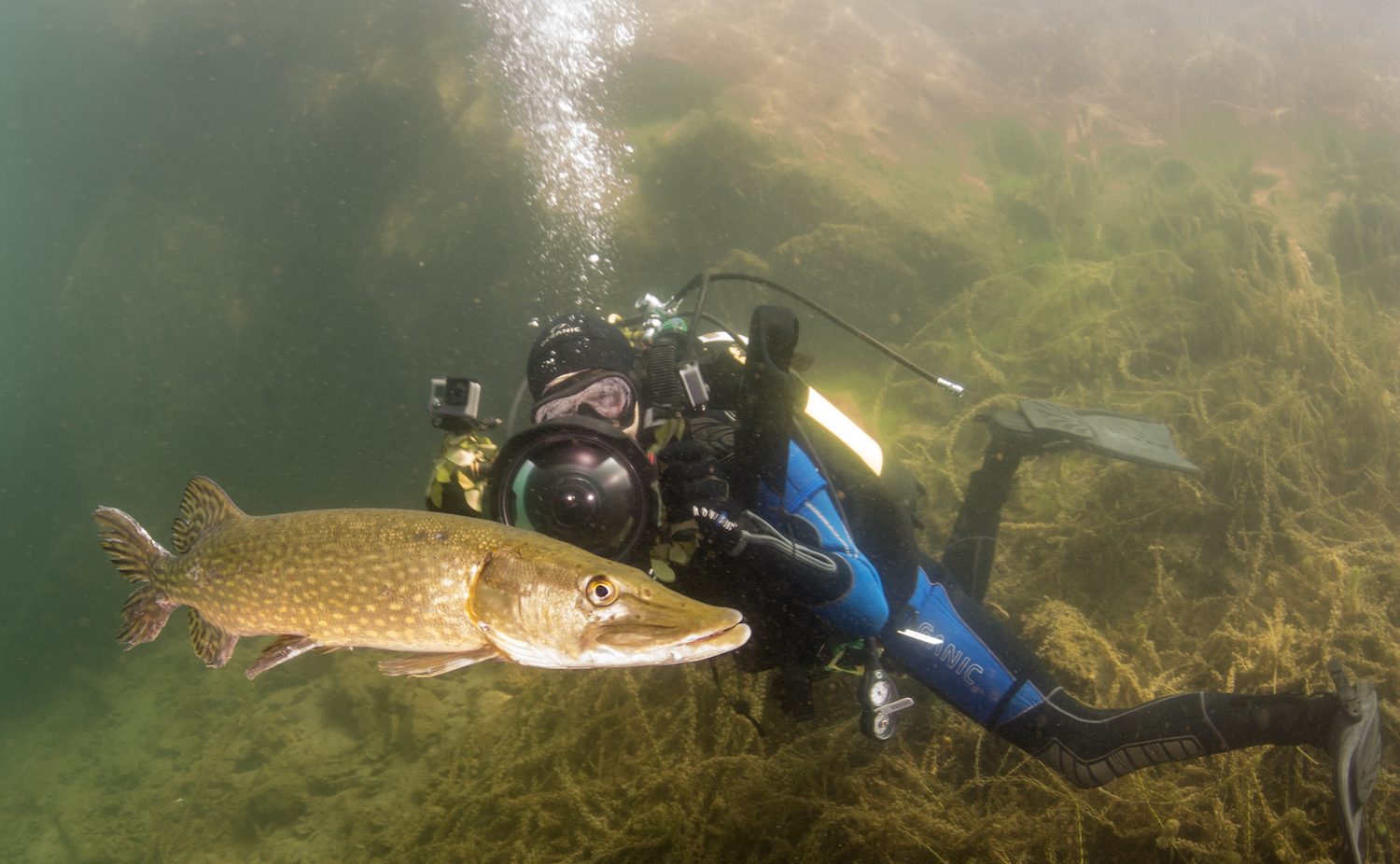 2diving with pike website