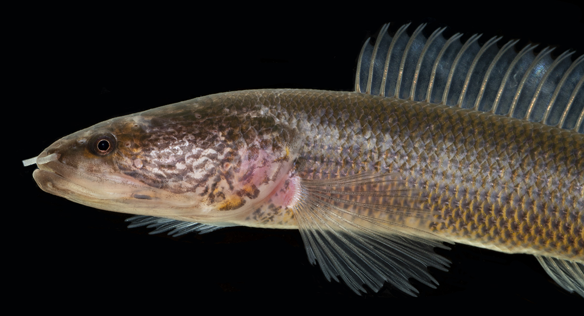 Gollum Snakhead Anoop VK