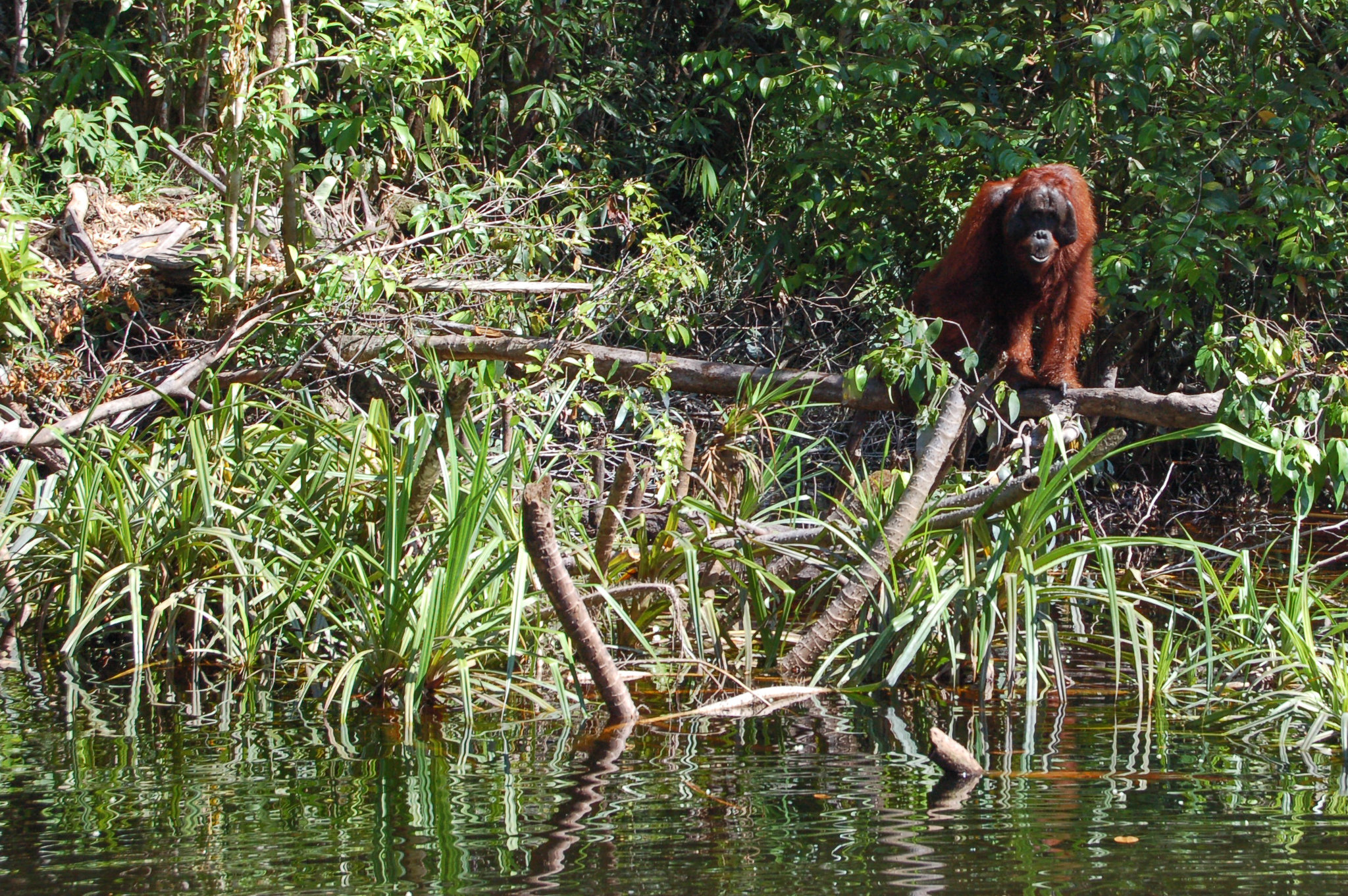 Pedro a male orangutan is waiting for meals on the edge of Sekonyer river, Tanjung Puting National Park, Central Kalimantan, Indonesia. Peat swamp forest also hold a crucial role as Orangutan habitat. Photo by Daniel Murdiyarso/CIFOR <a href="https://cifor.org" rel="nofollow">cifor.org</a> <a href="https://blog.cifor.org" rel="nofollow">blog.cifor.org</a> If you use one of our photos, please credit it accordingly and let us know. You can reach us through our Flickr account or at: cifor-mediainfo@cgiar.org and m.edliadi@cgiar.org