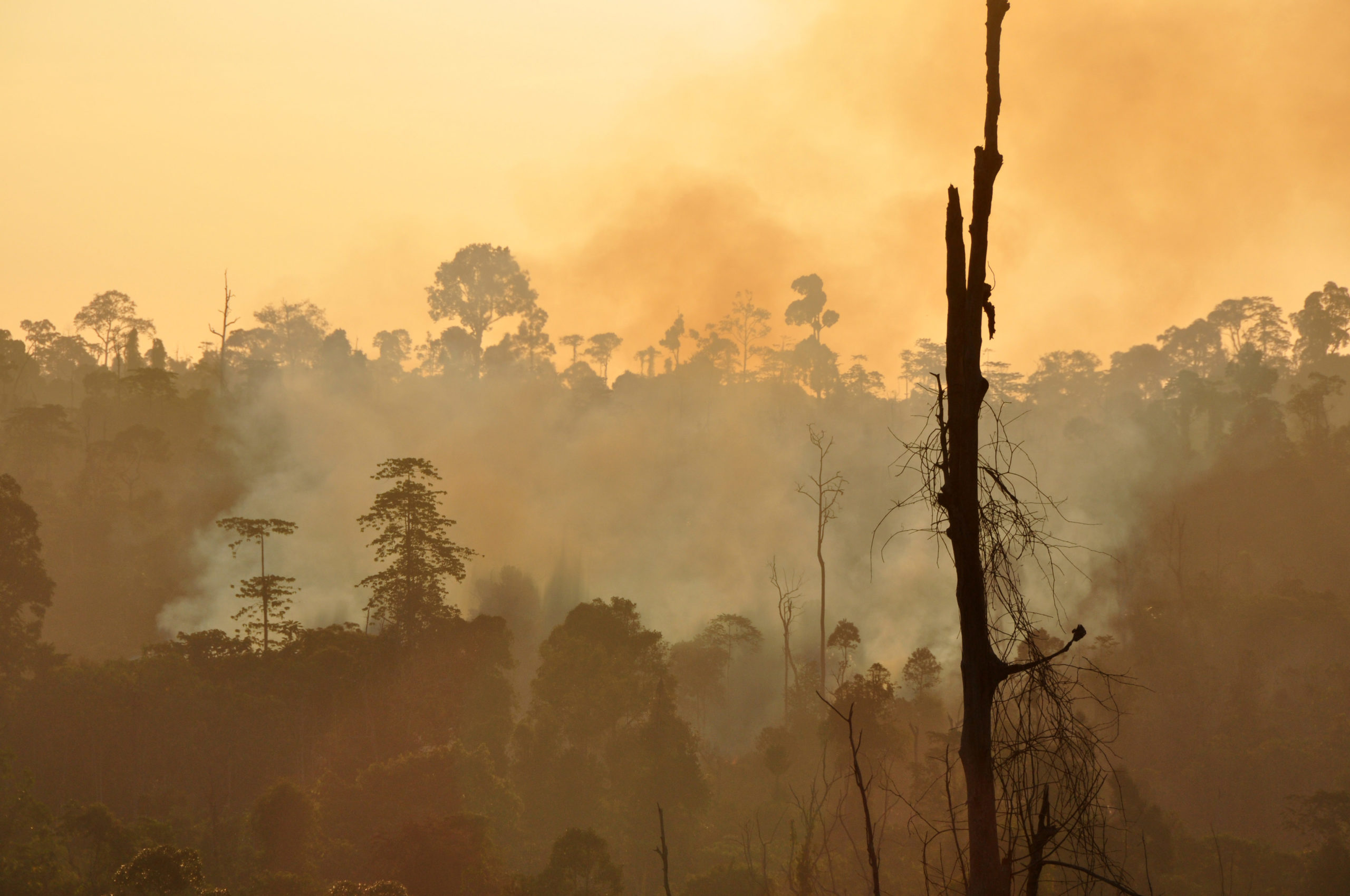USAID Fires in Kutai National Park