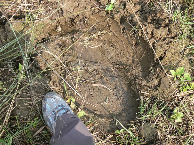Elephant’s footprint (c) Sussane