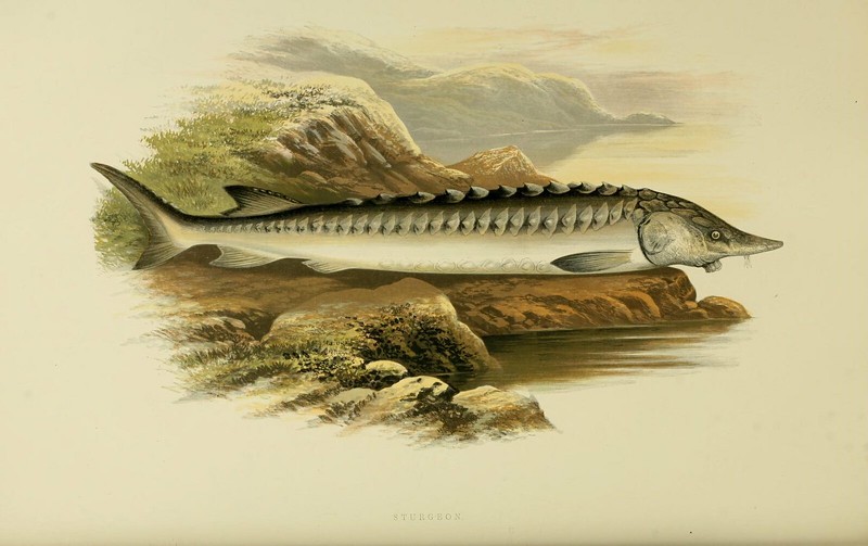 Sturgeon (c) Biodiversity Heritage Library
