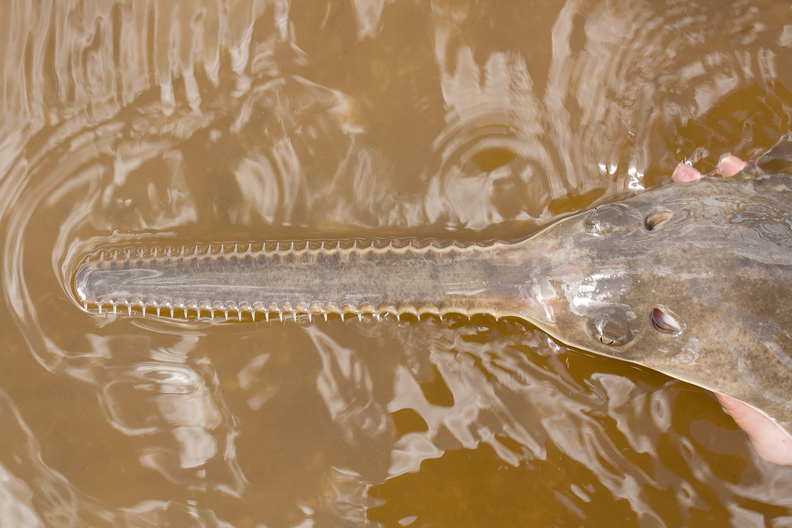Sawfish (c) Fish and Wildlife Research Centre