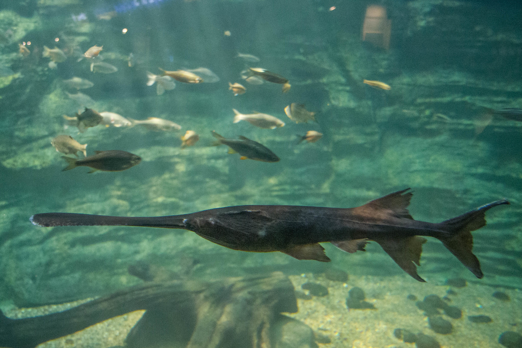 American paddlefish