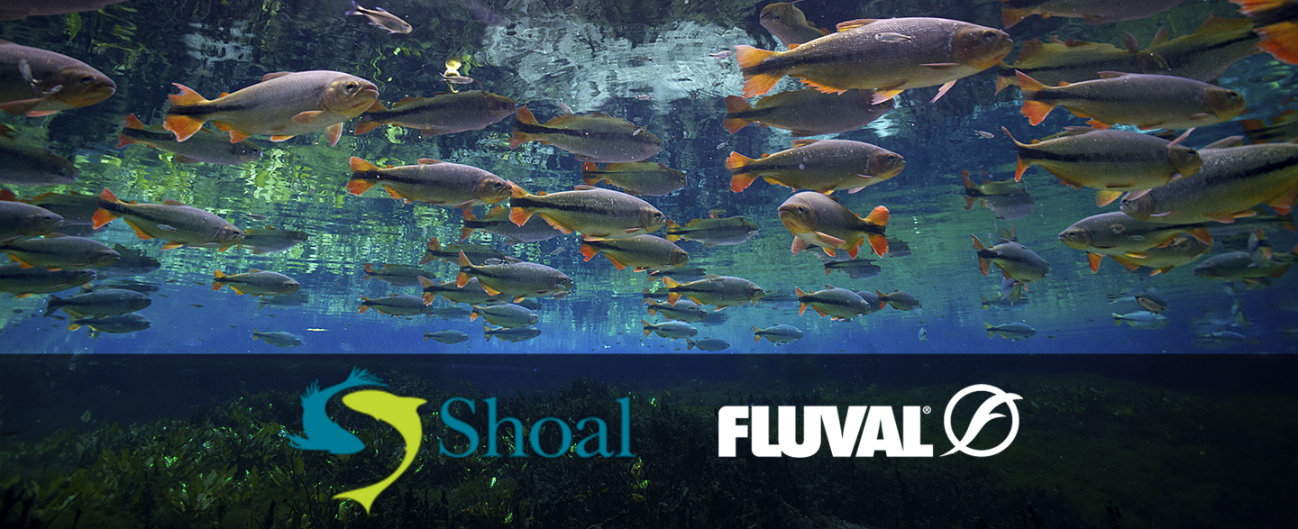 Shoal-Fluval