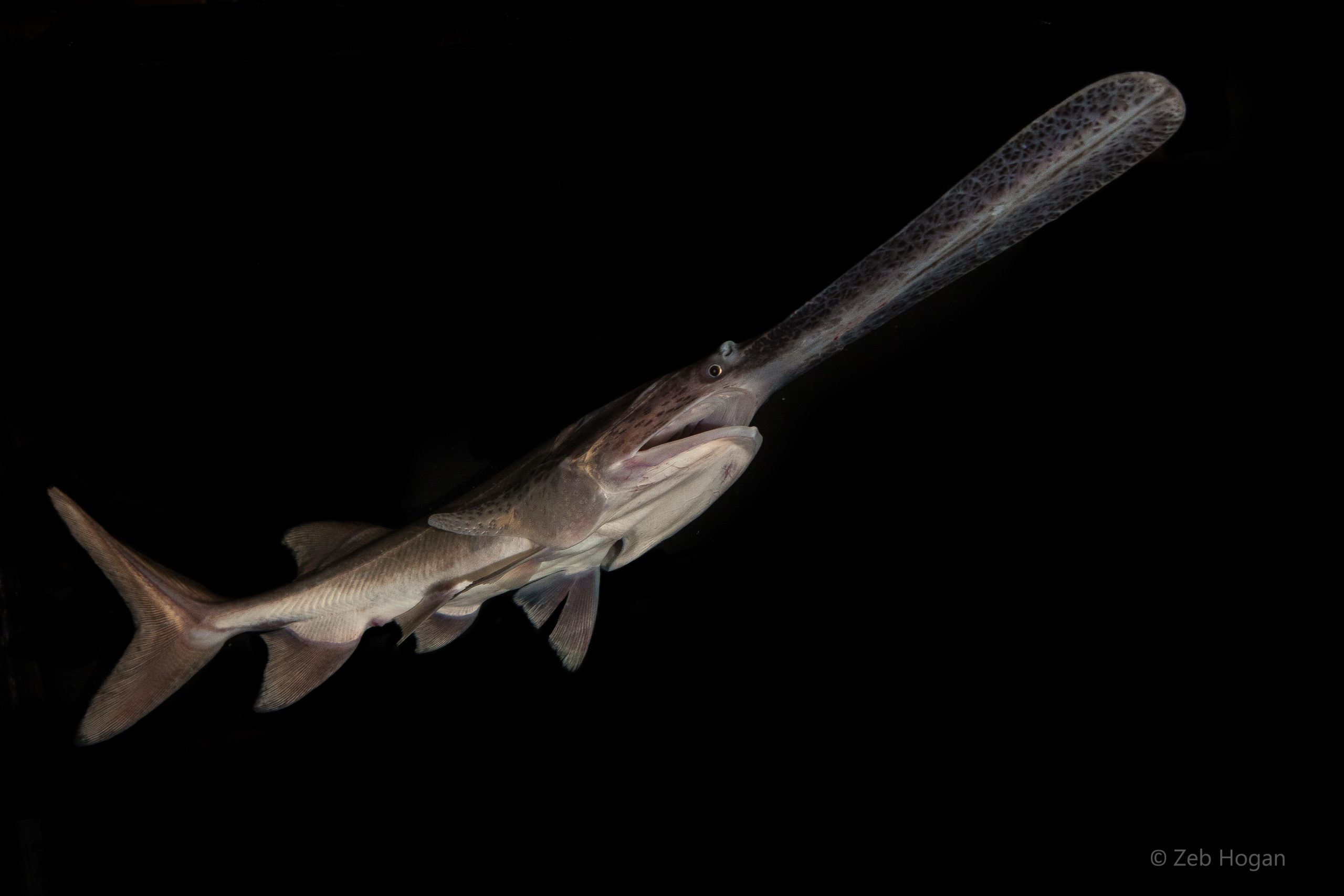 American paddlefish ©Zeb Hogan