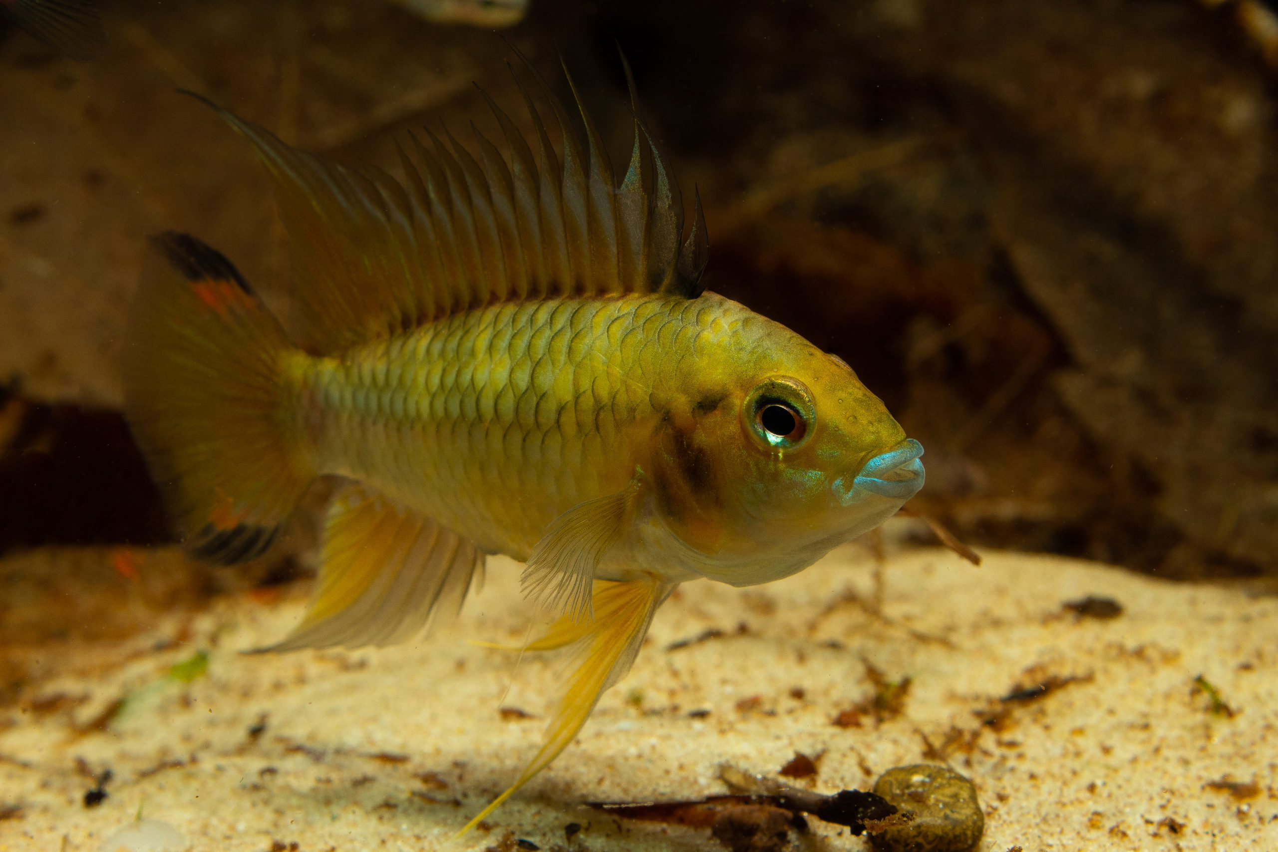 Apistogramma (c) Max Pedley