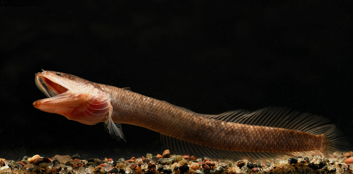 Gollum Snakehead