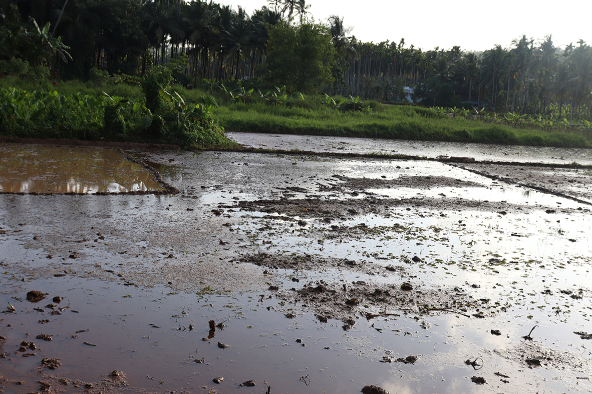 Oorakam paddy field