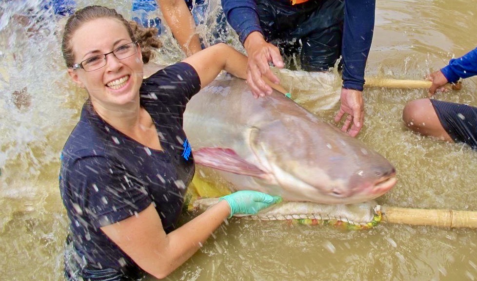 Harmony Mekong giant catfish