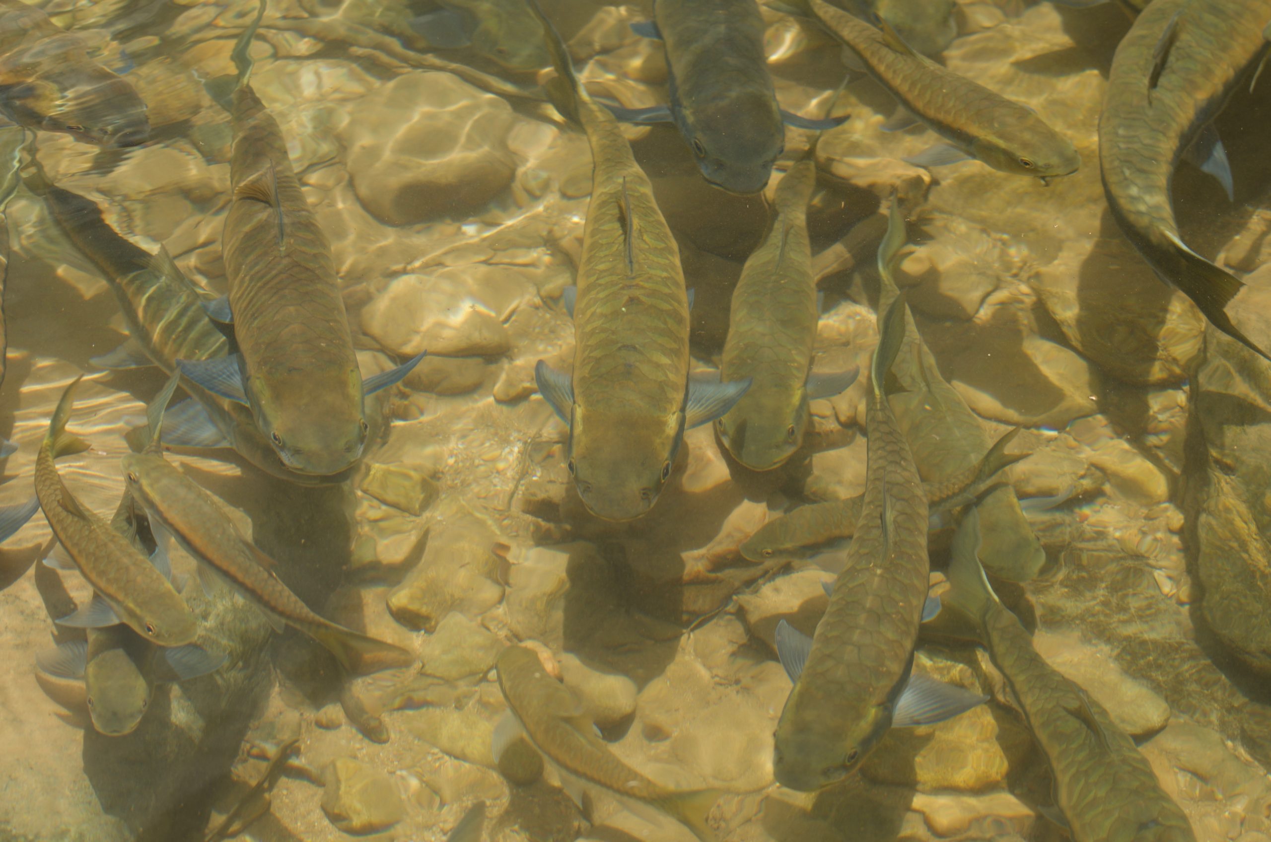 Aaron Koning freshwater reserves