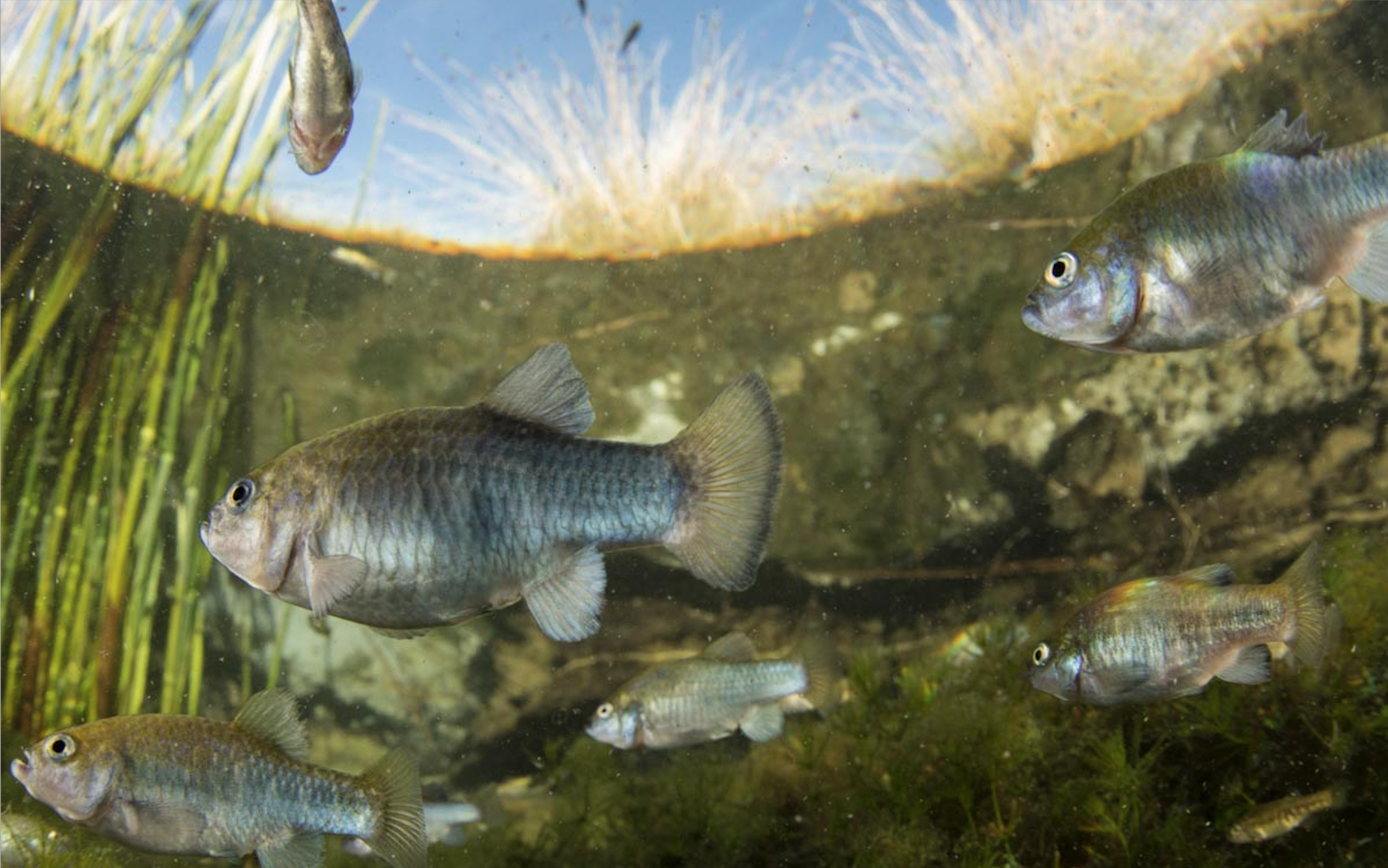 Pupfish © Freshwaters Illustrated