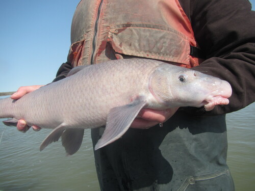 Blue sucker, USFWS