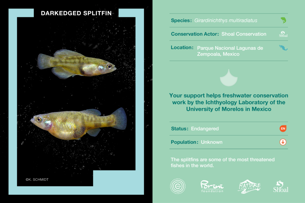 darkedged splitfin NFT