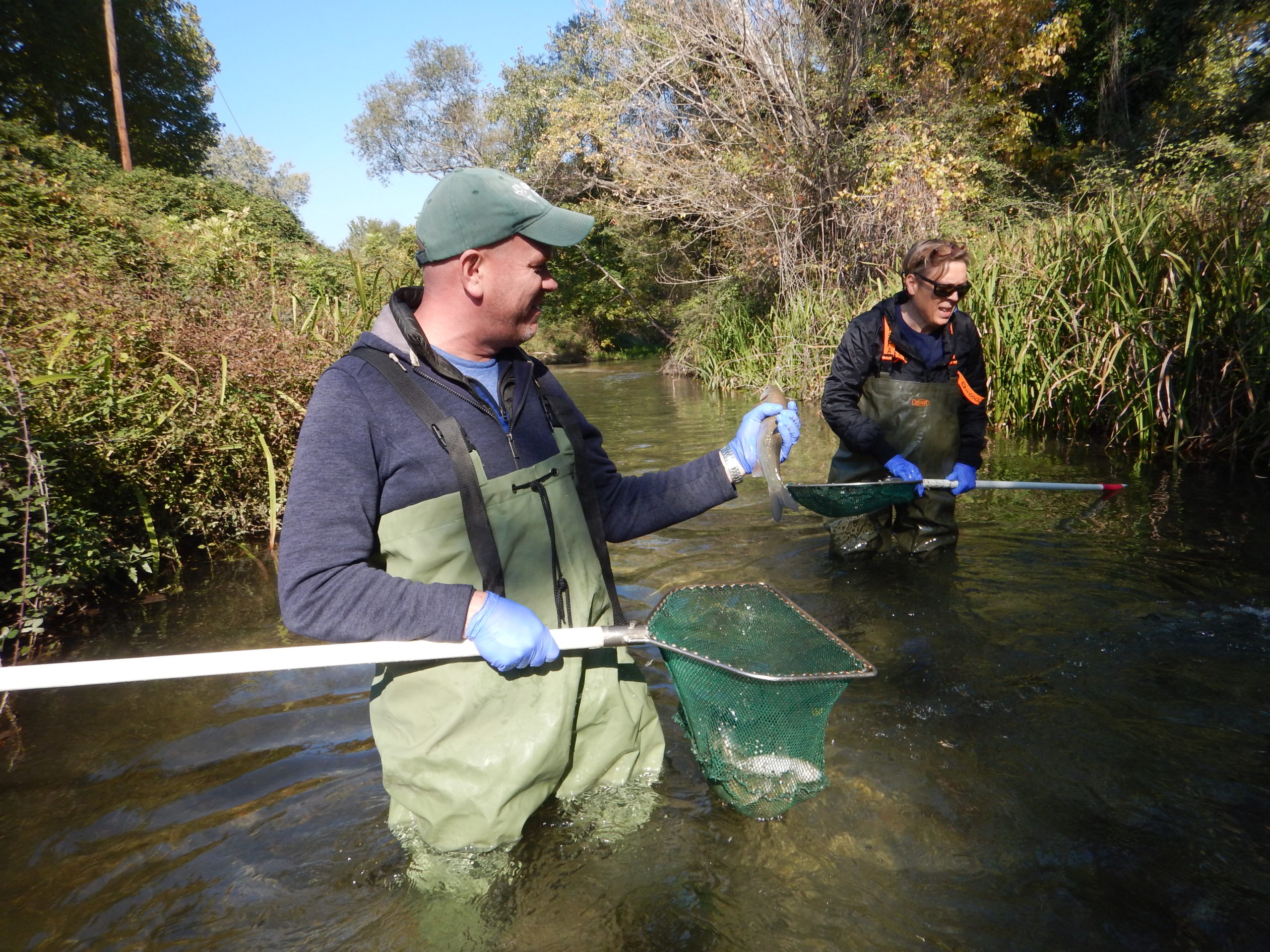 Stunned fish caught by electrofishing prior to their re-release in the river