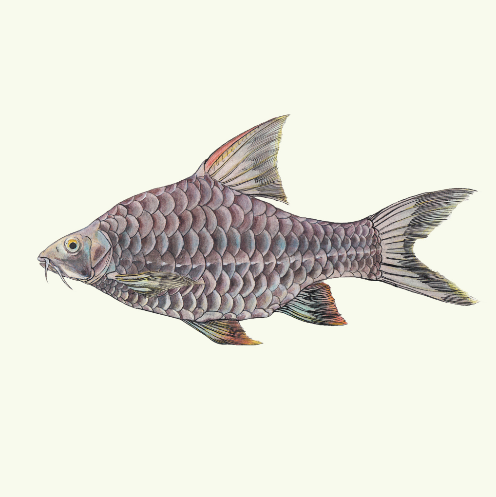 Annamite barb - Chrysteena Garcia