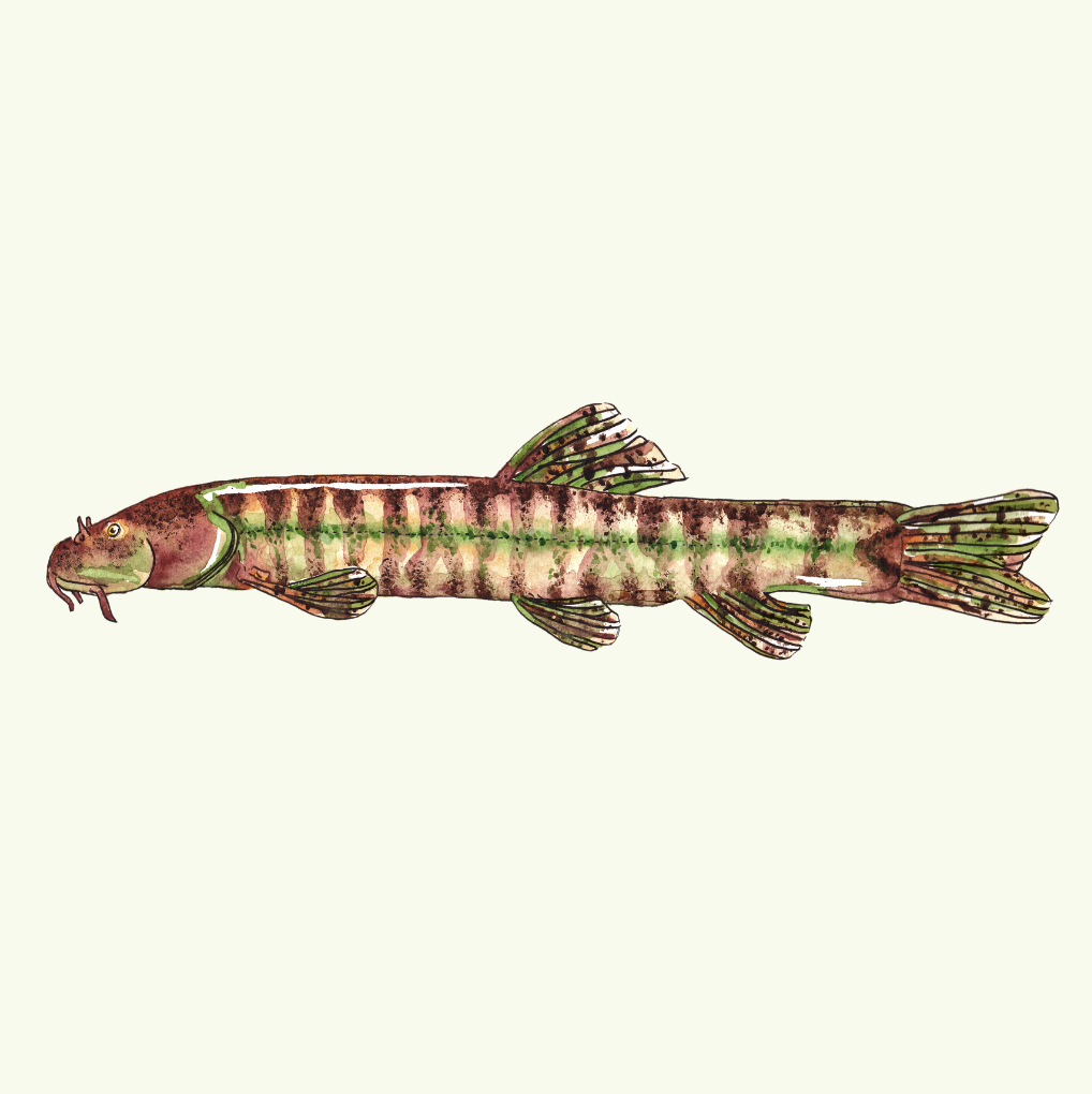 Diyarbakir (Batman River) loach - Aby Helme