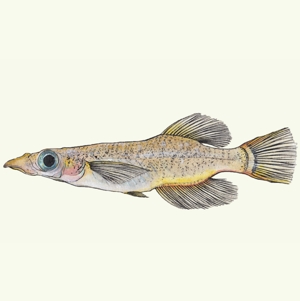 Duck-billed buntingi - Chrysteena Garcia