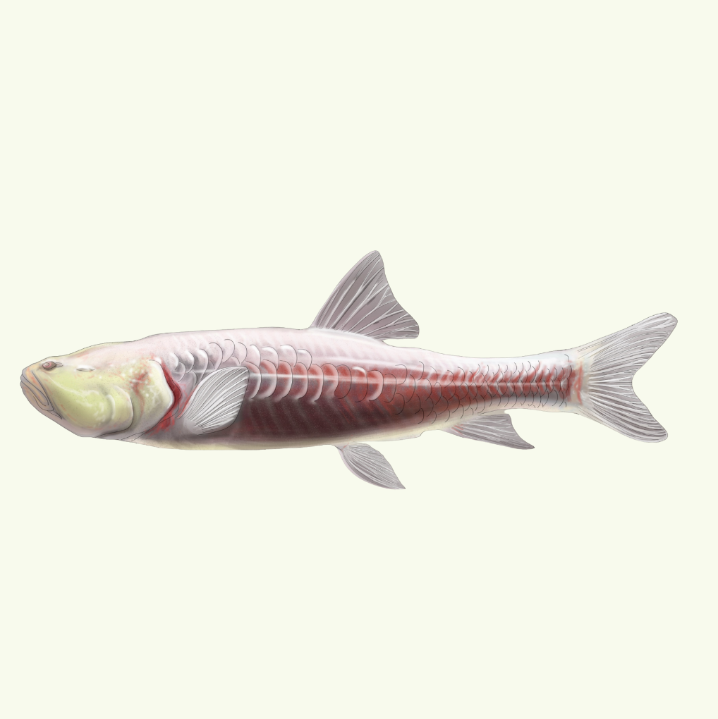 Haditha cavefish - Camilo Julián