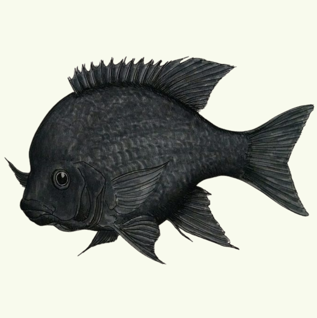 Itasy cichlid - Mitch Smith