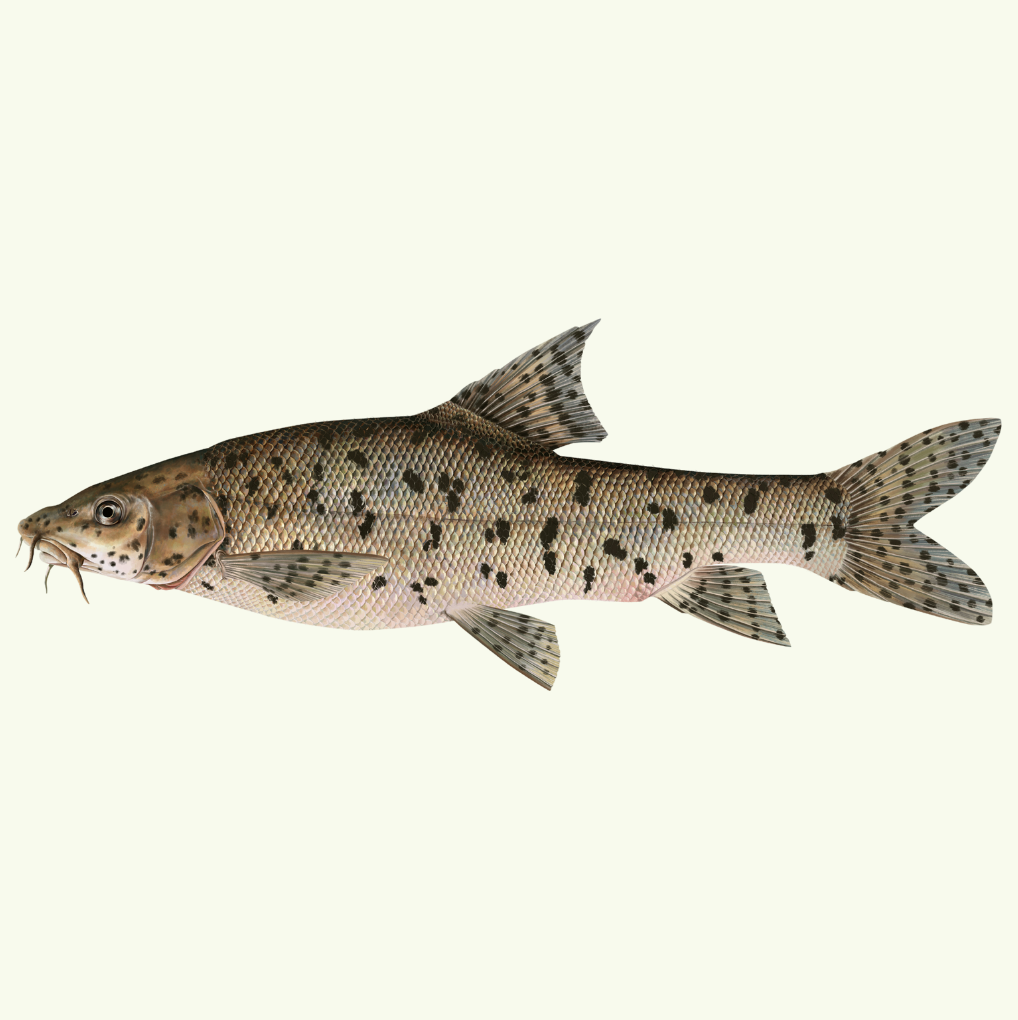 Mesopotamian barbel - Jennifer Clausen