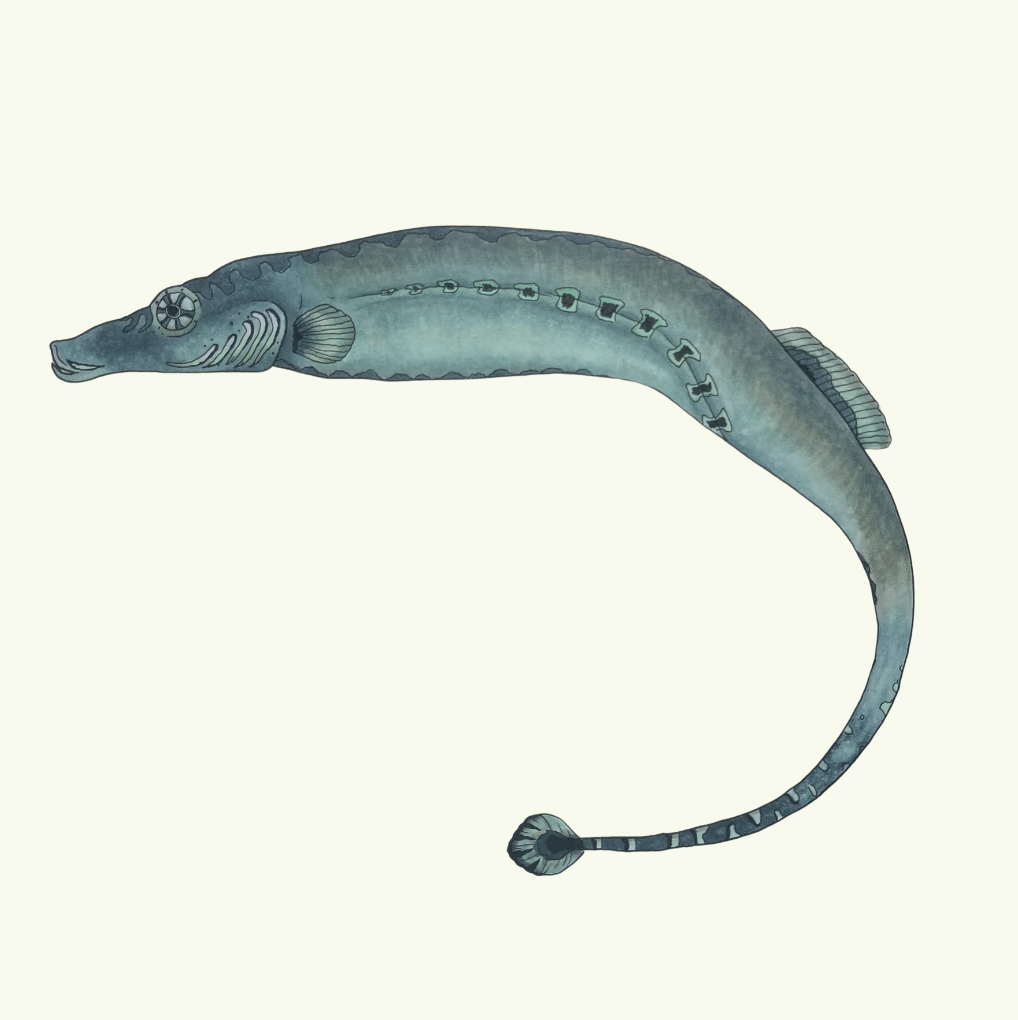 Spinach pipefish - Brianna Jorgenson