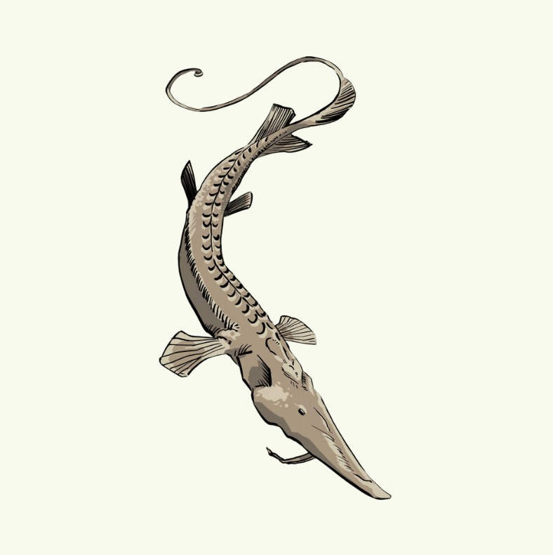 Syr Darya shovelnose sturgeon - Sam Julian