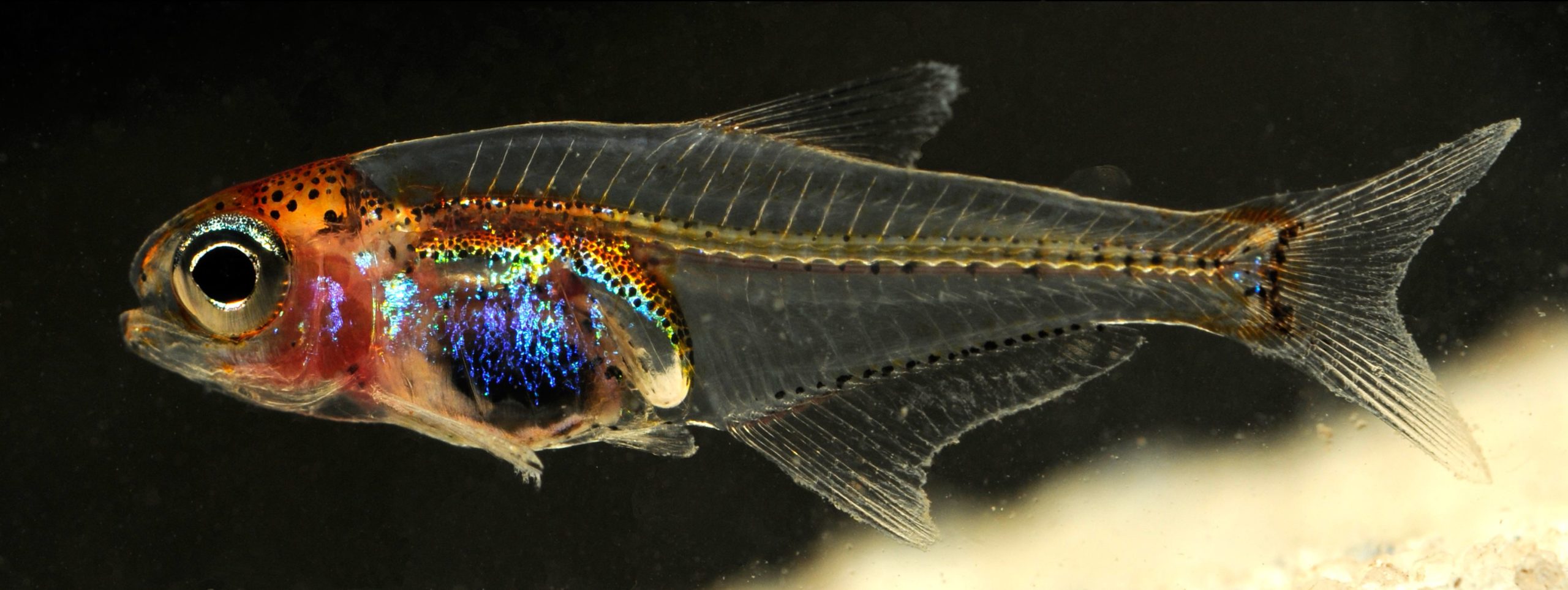 Cyanogaster noctivaga