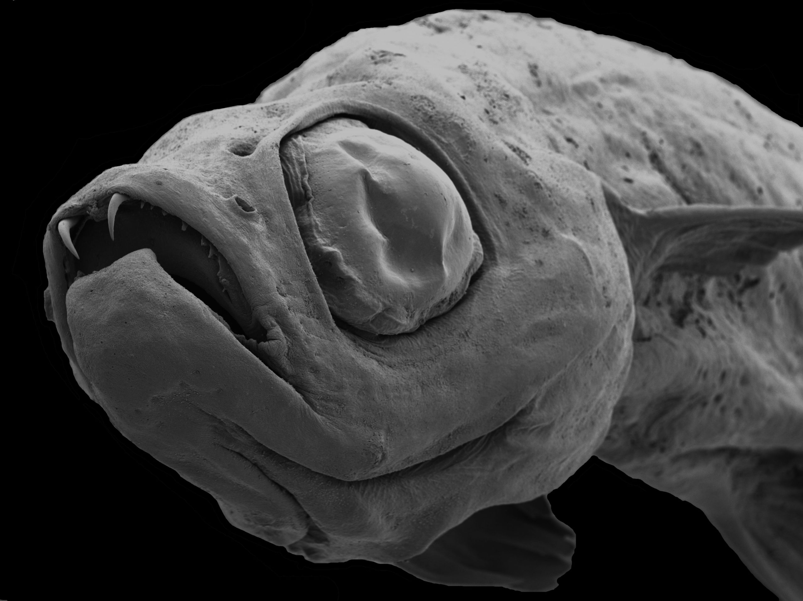 Danionella dracula scanning electron microscope image © Ralf Britz