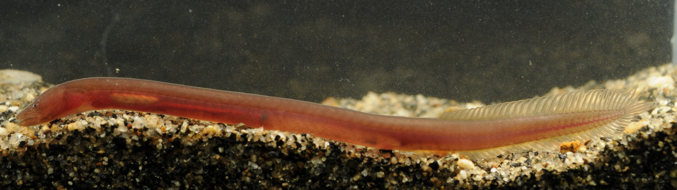 Pillaiabrachia siniae © Ralf Britz