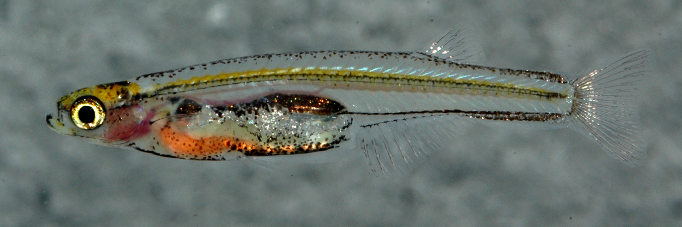 Danionella dracula female © Ralf Britz