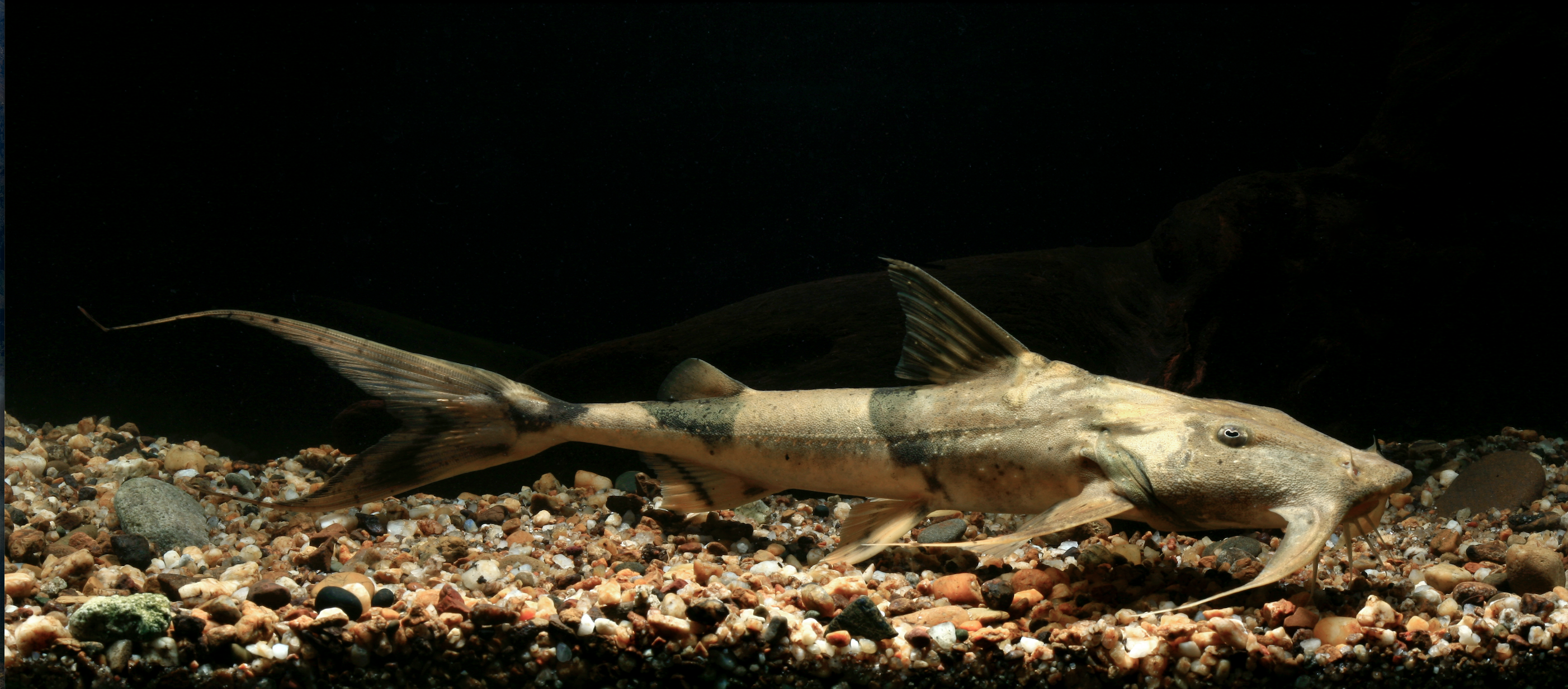 Bagarius vegrandi © Nonn Panitvong.jpg