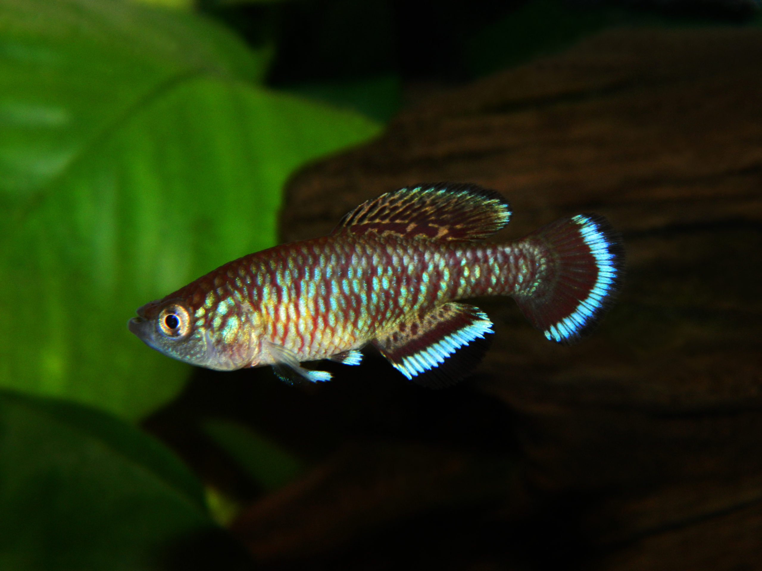 Nothobranchius elucens © Béla Nagy