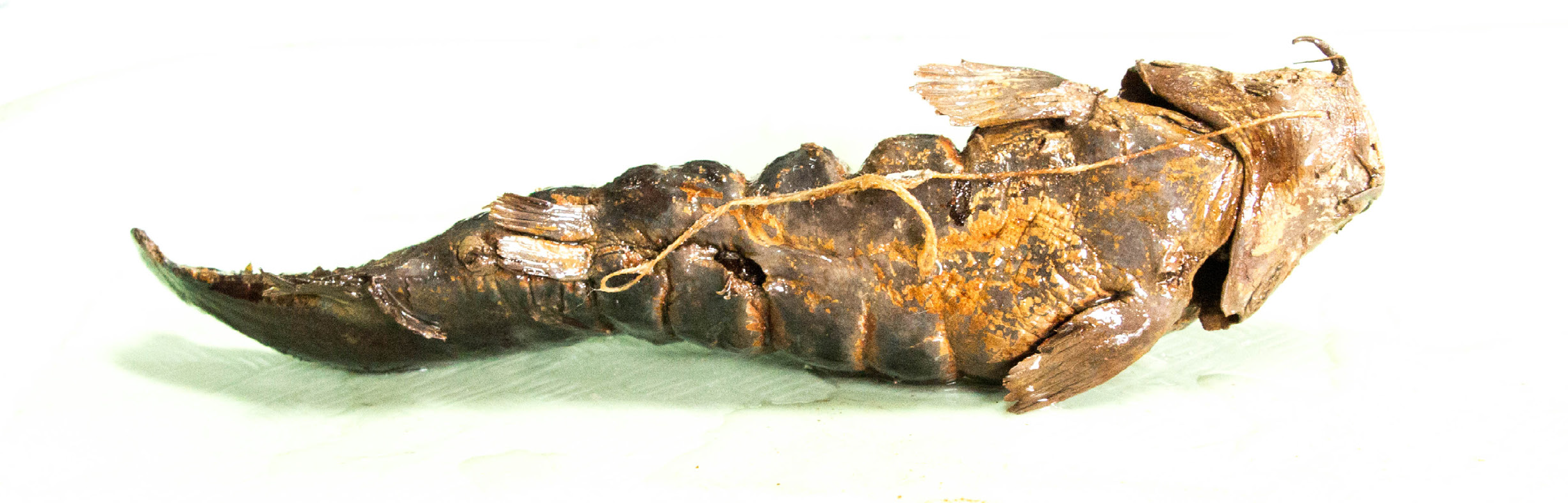 Fat catfish specimen