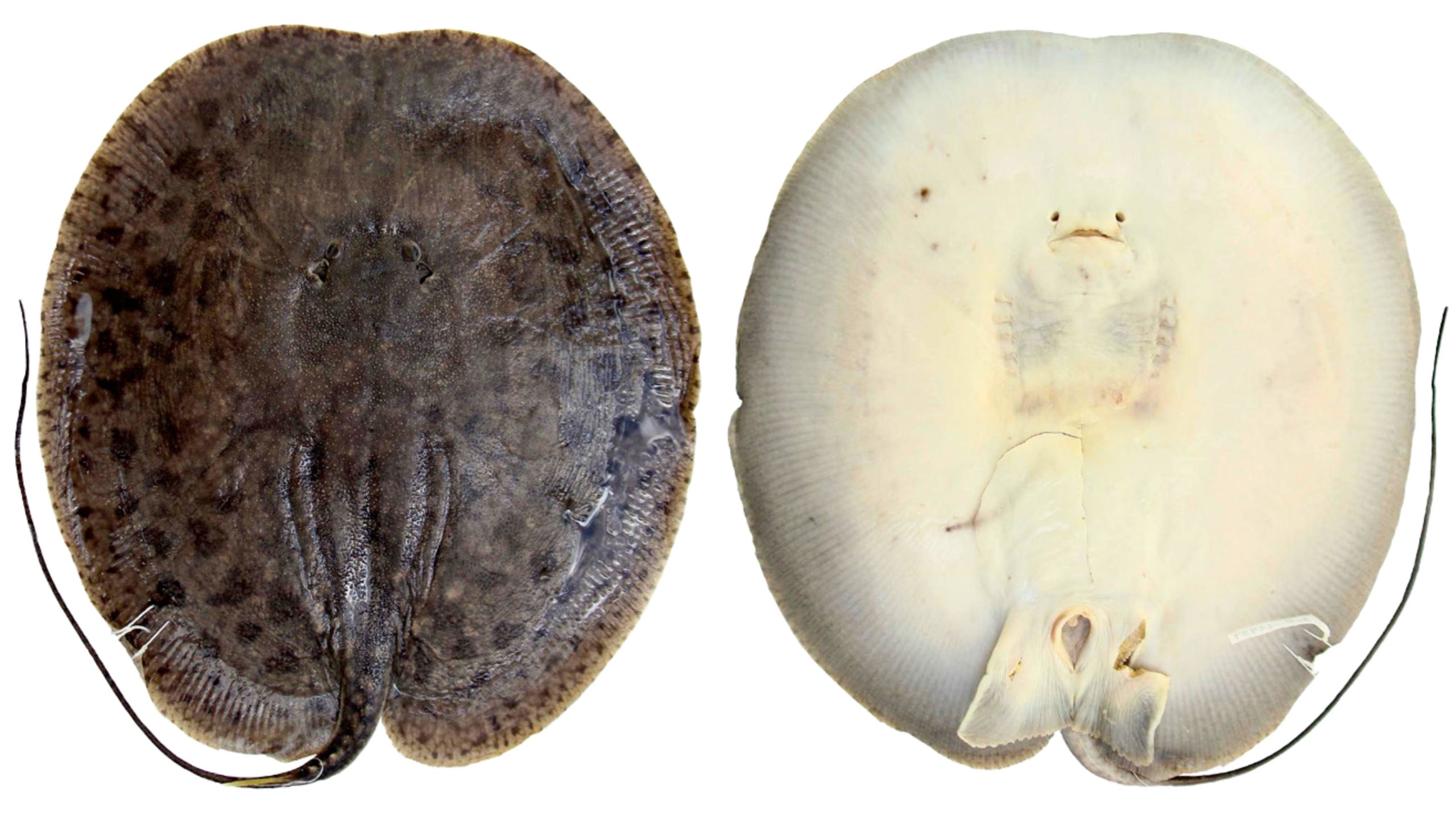 Paratrygon orinocensis