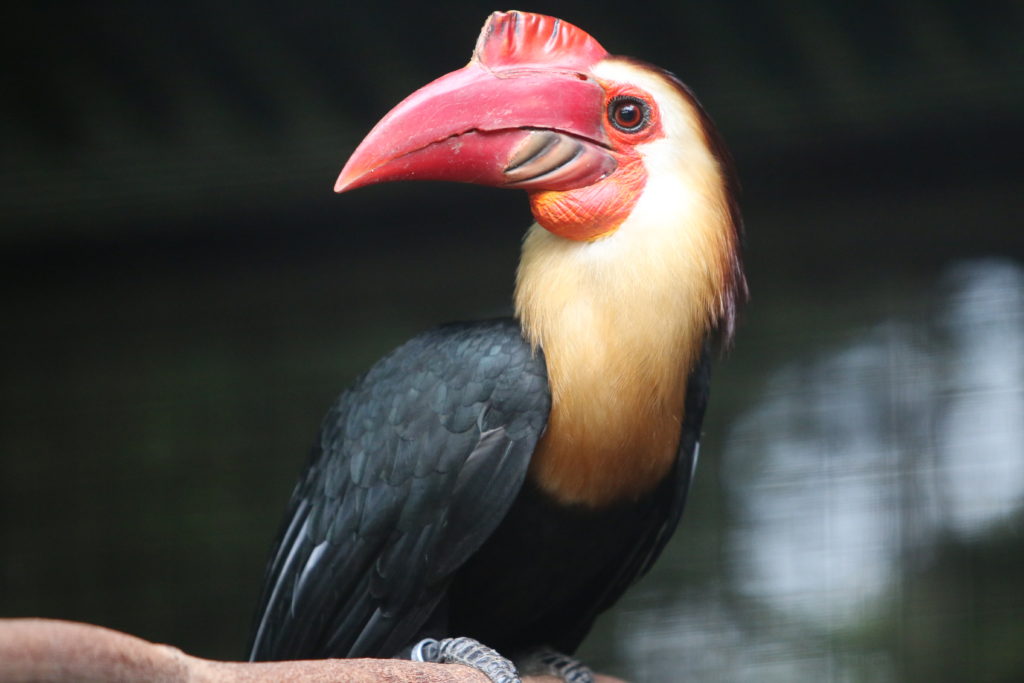 Rufous-headed Hornbill