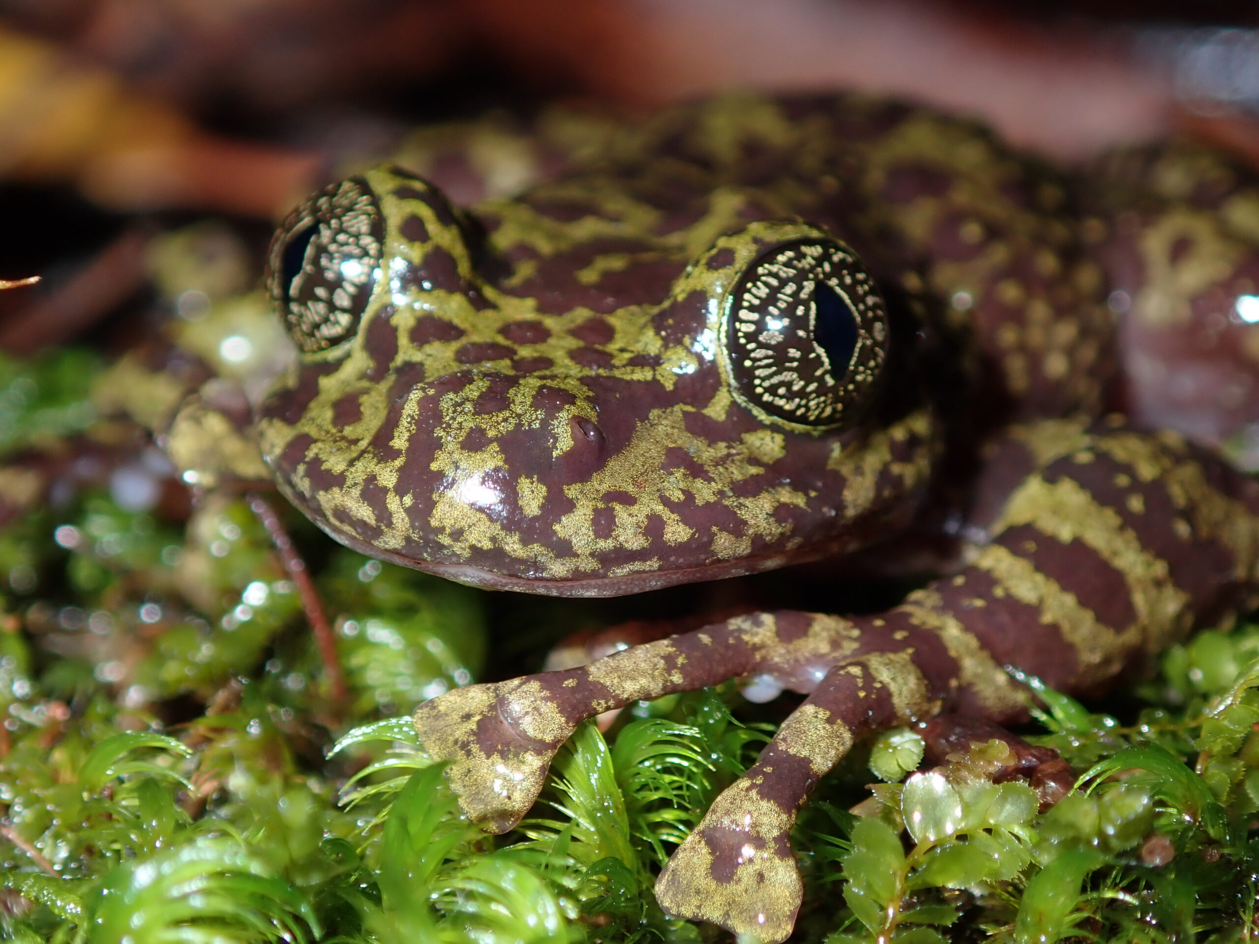 Photograph of adult Table Mountain ghost frog in its freshwater habitat.