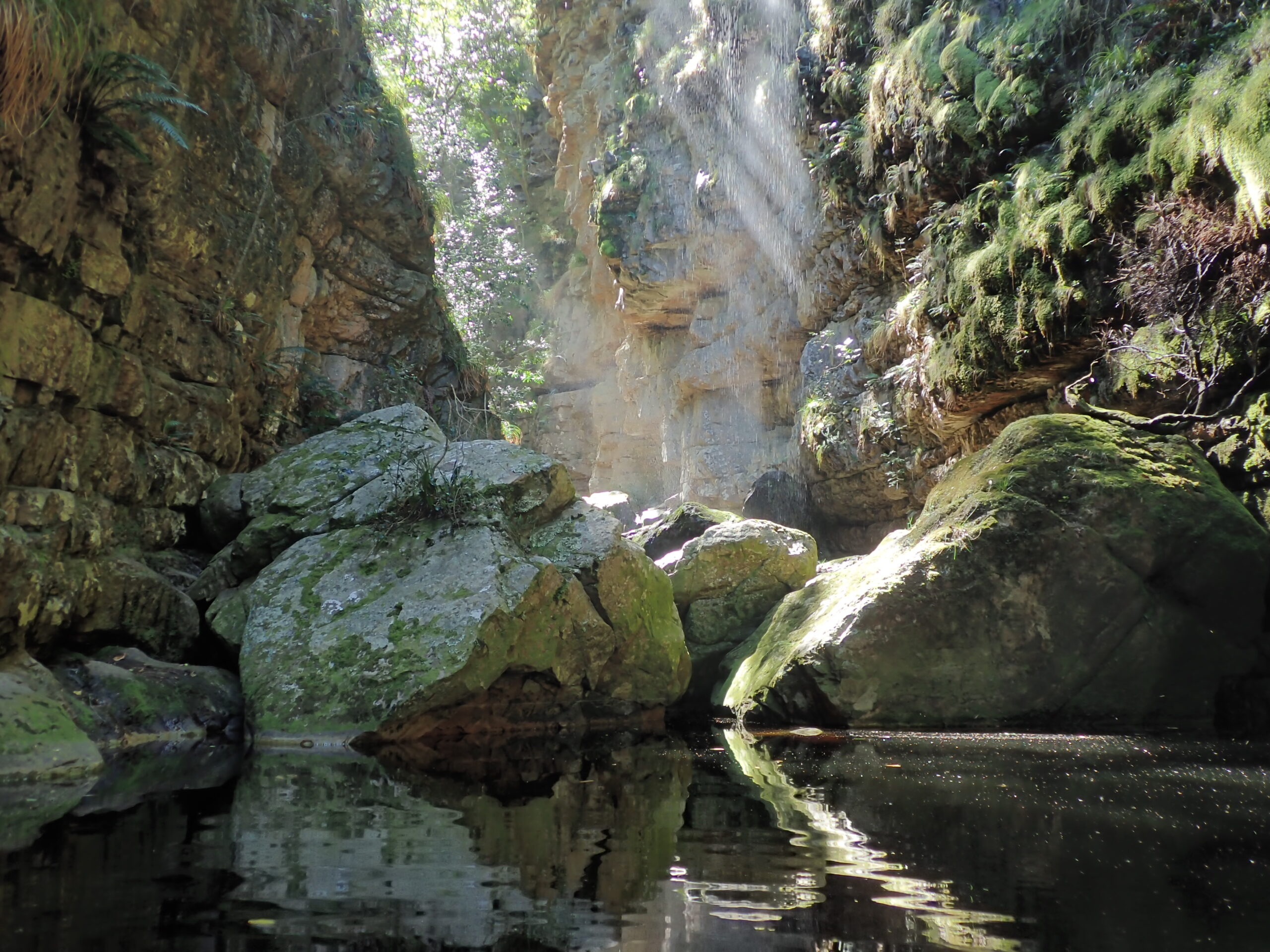 Photograph of the freshwater habitat of the adult Table Mountain ghost frog.