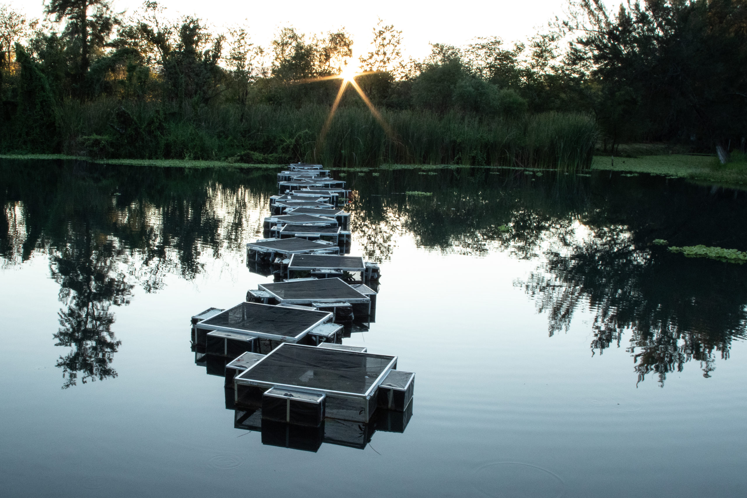 Golden skiffia mesocosms in the Teuchitlán river in Mexico. ©Manfred Meiners