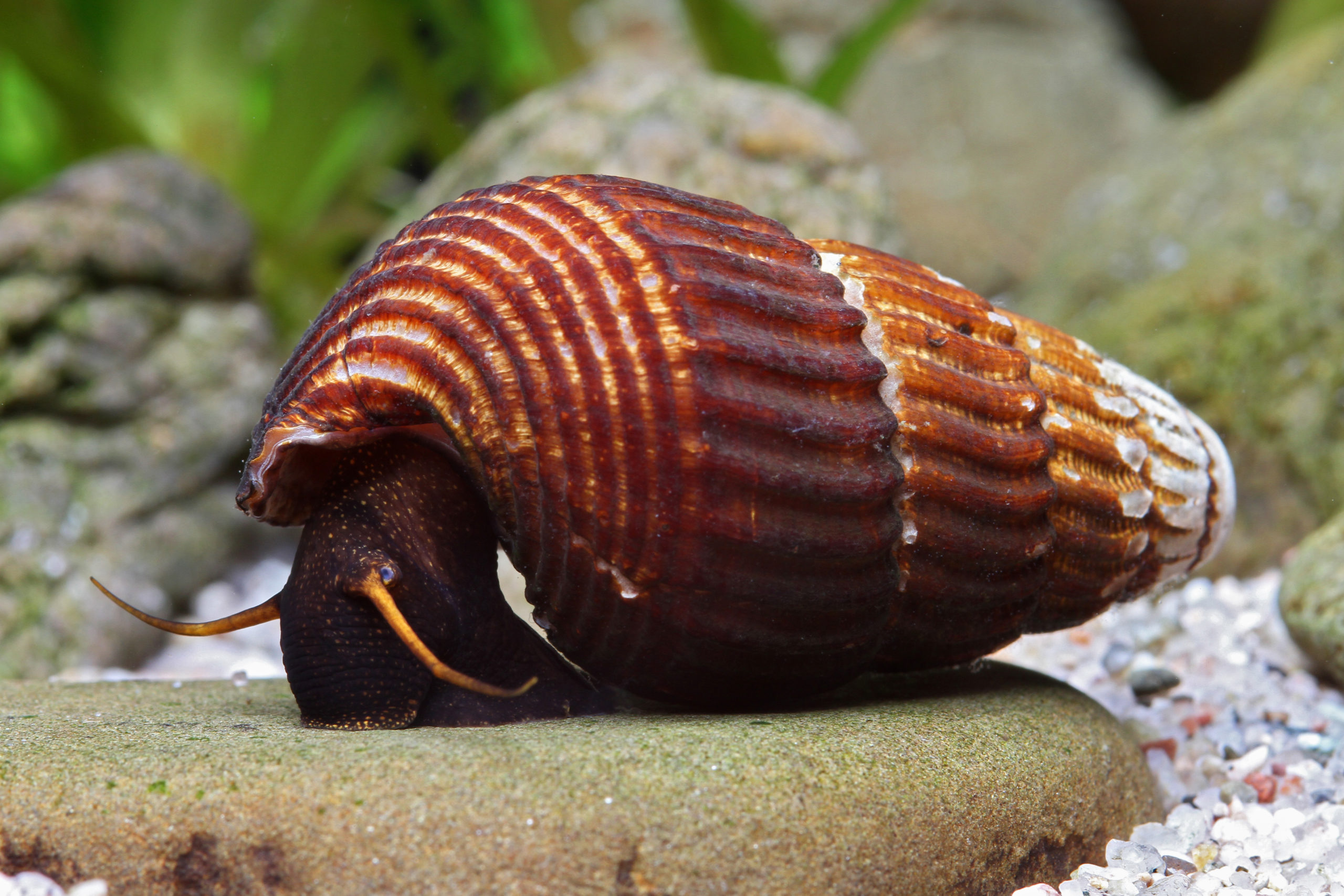 A photograph of the freshwater Bakara Sulawesi elephant snail.