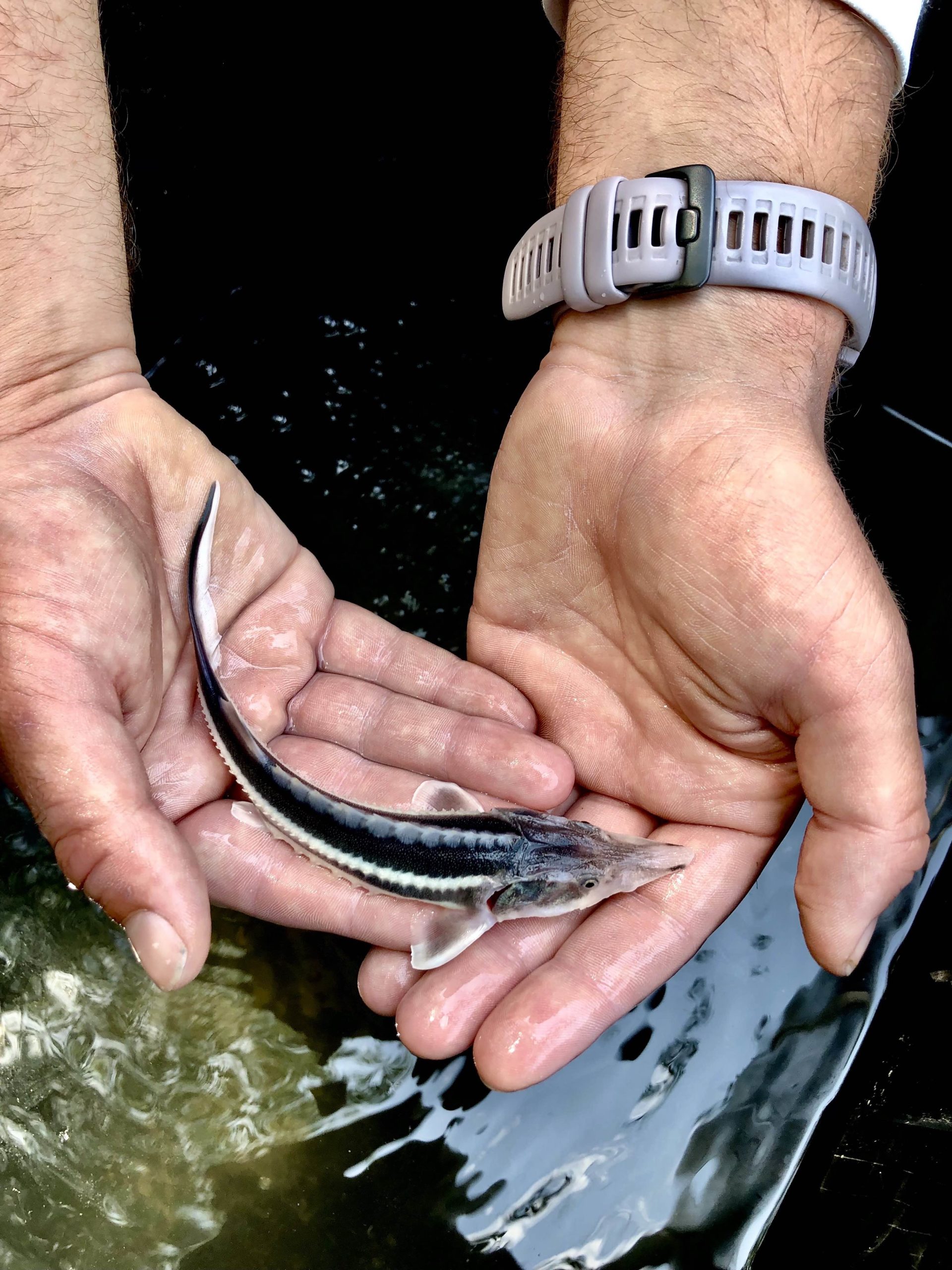 A photograph of a man waving on Matt Spencer’s cycling for sturgeon journey.