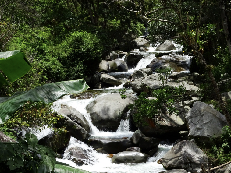 A photograph of the habitat of the starry night harlequin toad, a stream through a leafy forest.