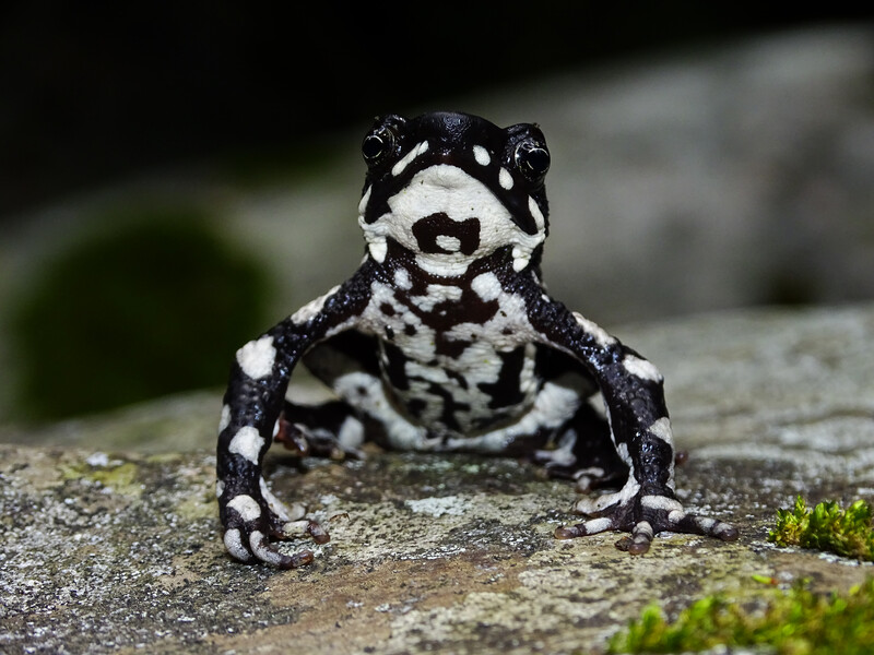 A photograph of the starry night harlequin toad in the wild.