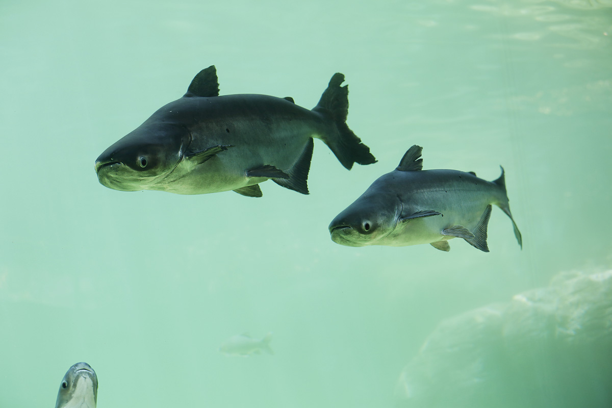 A photograph of two freshwater fish.