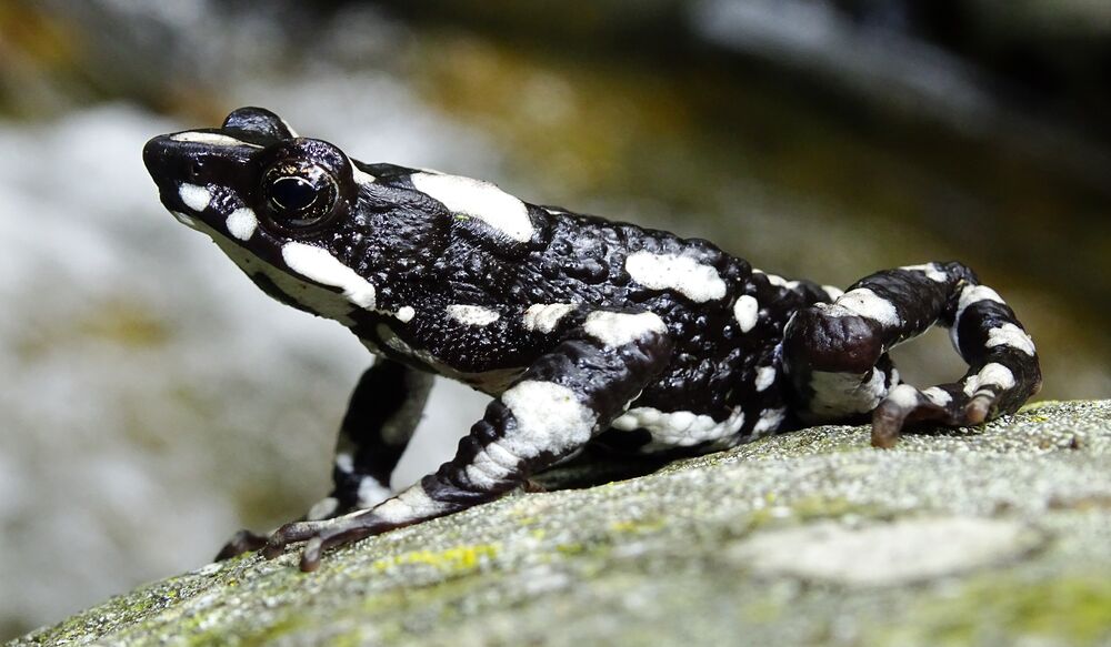 A photograph of the starry night harlequin toad in the wild.