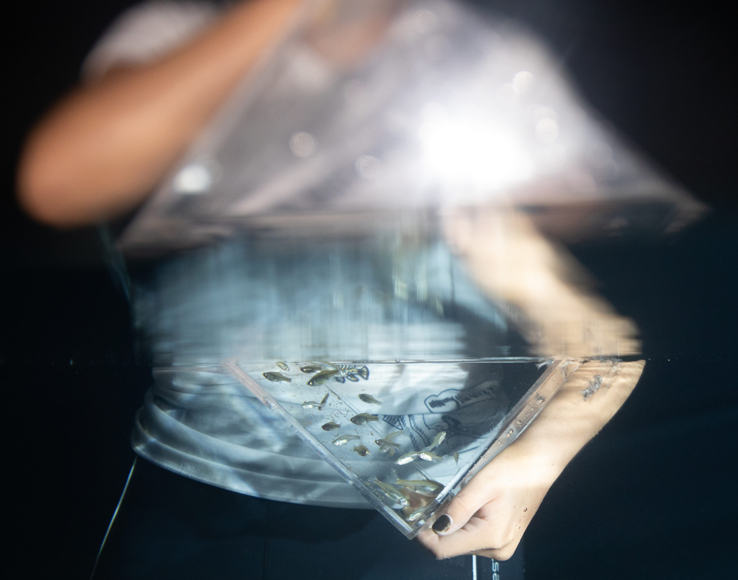 A photo of a shoal of freshwater fish golden skiffia in a clear perspex box partially submerged.