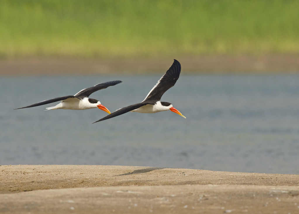 A photograph of the Indian Skimmer.